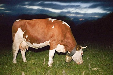 Cow on mountain pasture