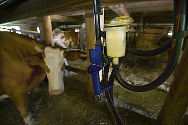 Gstaad, CHE, "Hintere Walig", milking machine