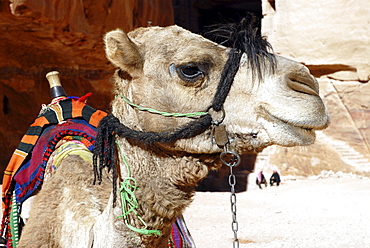 Dromedary Camel (Camelus dromedarius), in the ancient Nabataean rock city of Petra, Jordan, Middle East, Asia