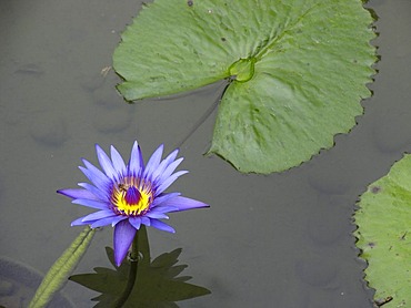 Water lily in Hongkong Park, Hongkong, China, Asia