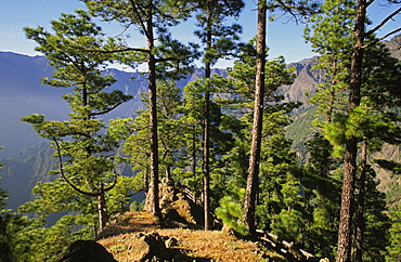 View from the mirador de Las Chozas into the Caldera (crater) de Taburiente, La Palma, Canary Islands, Spain