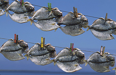 Fish drying in the sun on the island La Graciosa, Lanzarote, Canary Islands, Spain