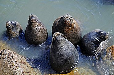 Sunbathing sea lions, Lobos, harbour, Arica, Norte Grande, northern Chile, Chile, South America