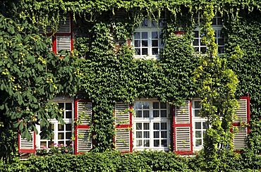 DEU, Germany, Essen : Facade of a house, overgrwon by ivy