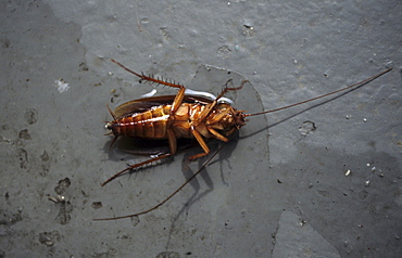 Cockroach, Honduras