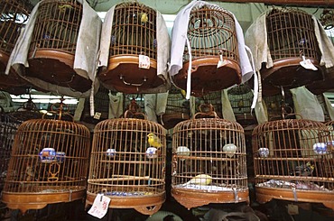 Bird market in Mong Kok, Kowloon, Hongkong, China