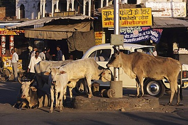 Holy cows, Udaipur, India