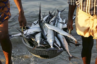 Fishermen bring in their fishes, Cochin, Kerala, India