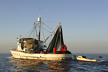 Sardine fishing boat "Jastreb, " based in Kali on Ugljan Island, at a fishing site off of Pag Island in the Adriatic, Croatia