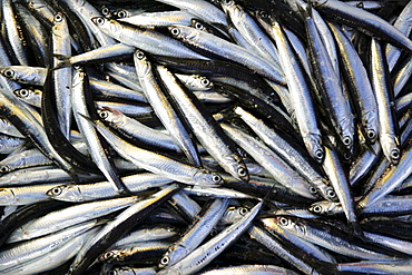 The day's haul on sardine fishing boat "Jastreb, " based in Kali on Ugljan Island, at a fishing site off of Pag Island in the Adriatic, Croatia, Europe