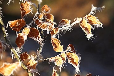 Ice crystals, frost-covered leaves in Germany, Europe