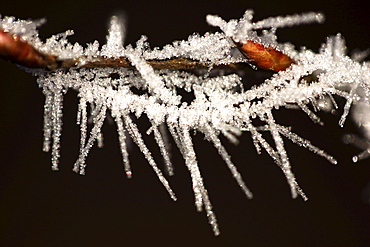 Ice crystals, frost-covered twig in Germany, Europe