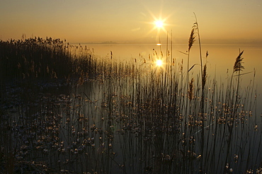 Evening sun reflected on the surface of the Ammersee (Lake Ammer), Herrsching, Upper Bavaria, Bavaria, Germany, Europe