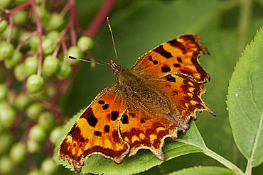 Comma butterfly (Polygonia c-album), macro dorsal view, on a leaf