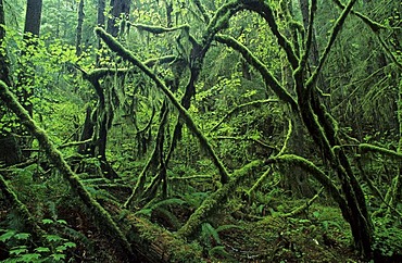 Rainforest in the Olympic National Park, Washington State, USA