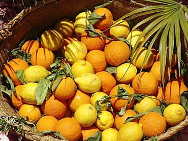 ESP, Spain, Balearic Islands, Mallorca : Oranges and Lemons