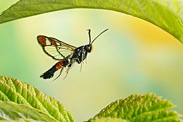 Red-tipped Clearwing (Synanthedon formicaeformis), insect, Saxony-Anhalt, Germany