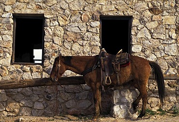 USA, United States of America, Arizona: Tanque Verde Guest Ranch, horse back riding in the desert.