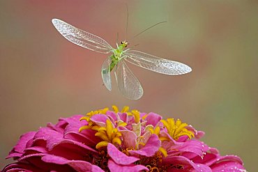 Green Lacewing (Chrysoperia carnea), insect, Saxony-Anhalt, Germany