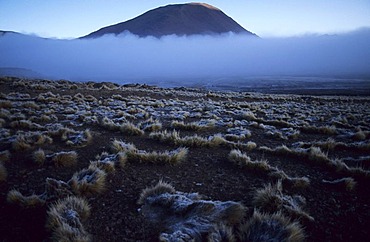 CHL, Chile, Atacama Desert: the geysers of El Tatio.