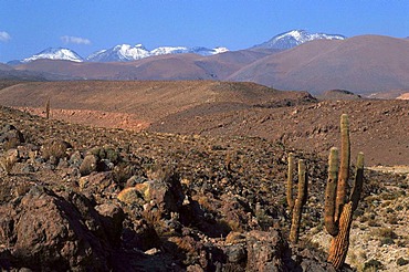 CHL, Chile, Atacama Desert.