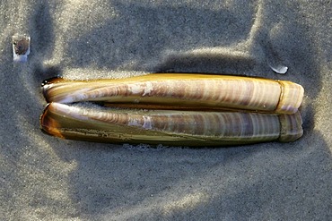 Sword razor (Ensis ensis) on the beach, Amrum, North Frisian Islands, North Sea, Schleswig-Holstein, Germany, Europe