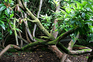 Jungle, The Lost Gardens of Heligan, Pentewan, St. Austell, Cornwall, Great Britain