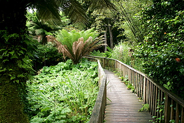 Bridge through the jungle, The Lost Gardens of Heligan, Pentewan, St. Austell, Cornwall, Great Britain