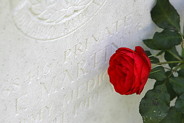 Rose between gravestones, english military cemetery, Cologne, North Rhine-Westphalia, Germany