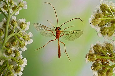 Ichneumon Wasp (Ophion luteus)