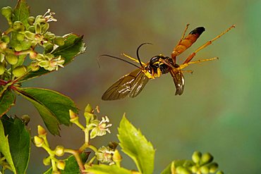 Ichneumon Wasp (Ichneumon sp.)