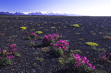 River Beauty Willowherb or Dwarf Fireweed (Epilobium latifolium), Iceland, Atlantic Ocean