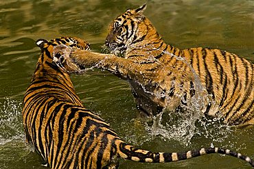 Two tigers (Panthera tigris) fighting in water