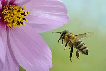 flying western honey bee (Apis mellifera)