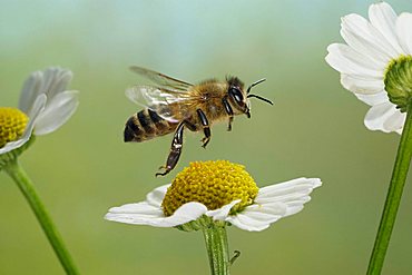 Western honey bee (Apis mellifera)