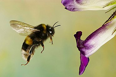 Large earth bumblebee (Bombus terrestris)