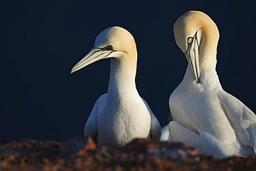 Northern gannet (Sula bassana) at the nest