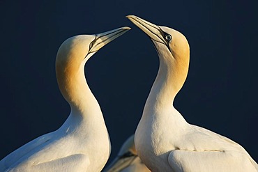 Northern gannet (Sula bassana), courtship