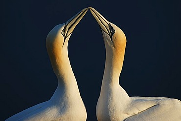 Northern gannet (Sula bassana), courtship