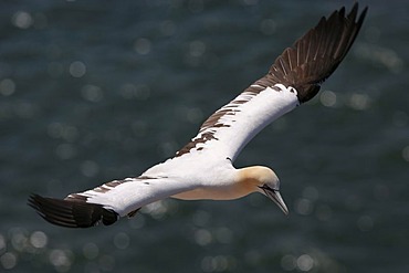 Northern gannet (Sula bassana) flying