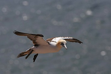 Northern gannet (Sula bassana) flying