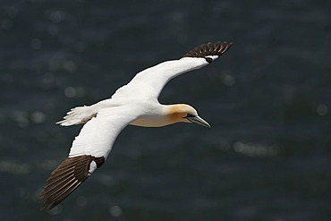 Northern gannet (Sula bassana) flying