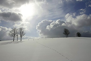 Winter landscape in back light, Wipperfuerth-Kupferberg, North Rhine-Westphalia, Germany