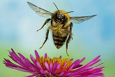 Bumblebee (Bombus pascuorum)