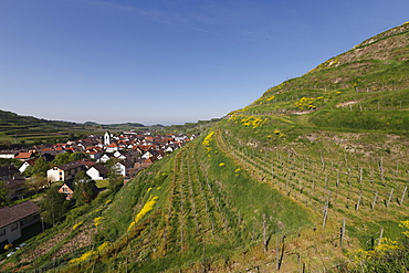 Landscape in Kaiserstuhl with a view of the vineyards in Oberbergen, Kaiserstuhl, Baden-Wuerttemberg, Germany, Europe