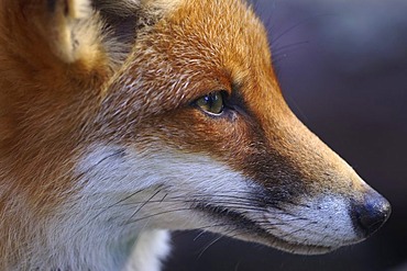 Fox (Vulpes vulpes), captive