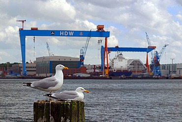 View over Kiel Fjord to Howaldtswerke-Deutsche Werft (HDW), shipbuilding company, with a pair of herring gulls (Larus argentatus), Kiel, Schleswig-Holstein, Germany