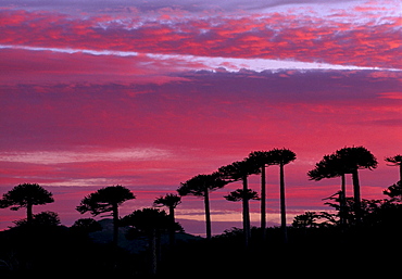 Araucaria trees, Patagonia, Lake District, Chile, South America