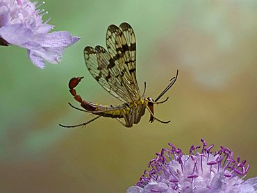 scorpion fly (Panorpa communis)