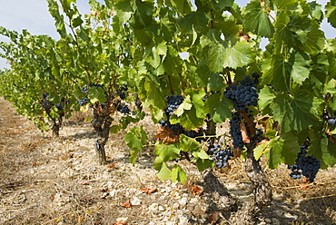 Bunches of dark red grapes on vines in the Corbieres region, Departement Aude, France, Europe